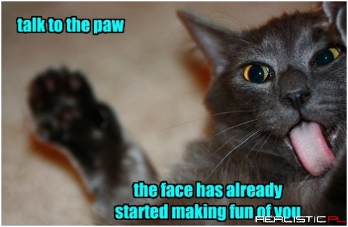 When You Try to Have a Serious Chat With the Cat