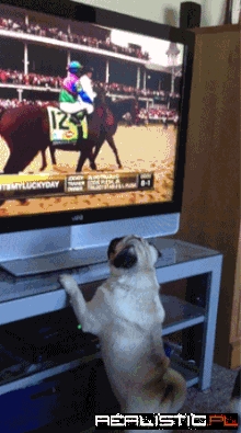 Where Did The Horse Go