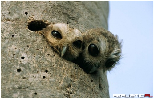 Who-Who-Who's There