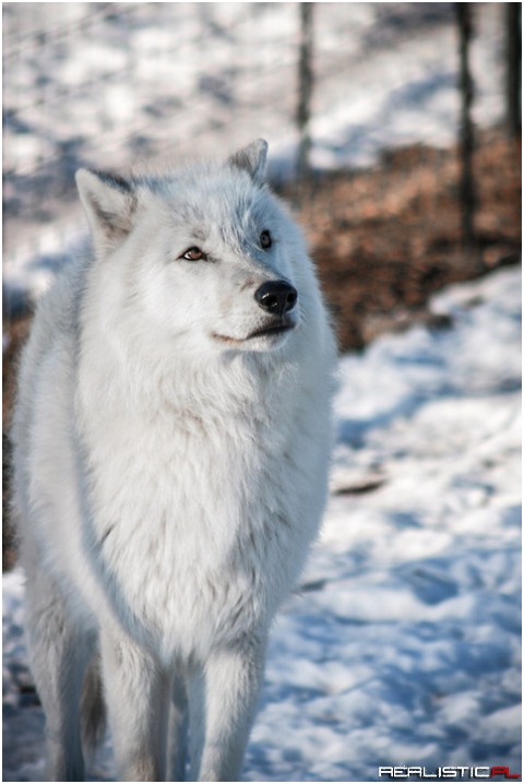 Wolf