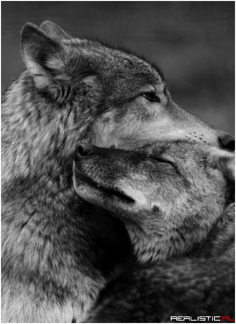 Wolfs love