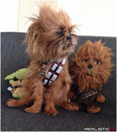 Won 3rd place at a Petco Star Wars contest