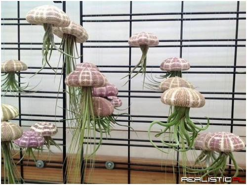 Air plants