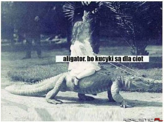 Aligator