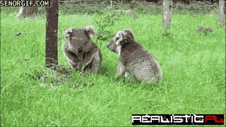 An Argument Between Koalas