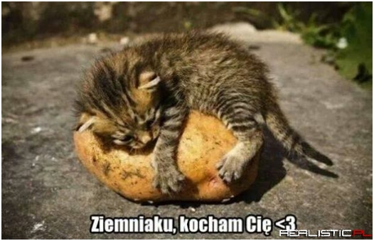 Biedny kotek