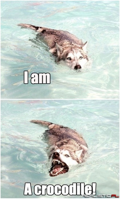 Crocodile Husky is Evolving