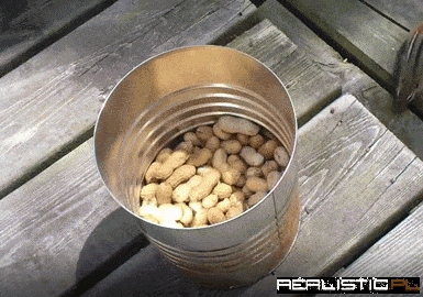 How to Catch a Chipmunk