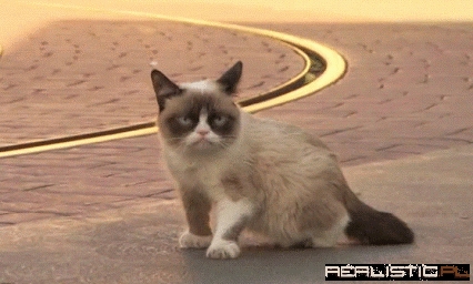 Kitty