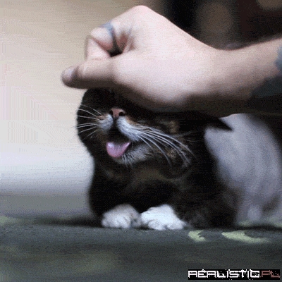 Lil Bub, Gets Rubbed