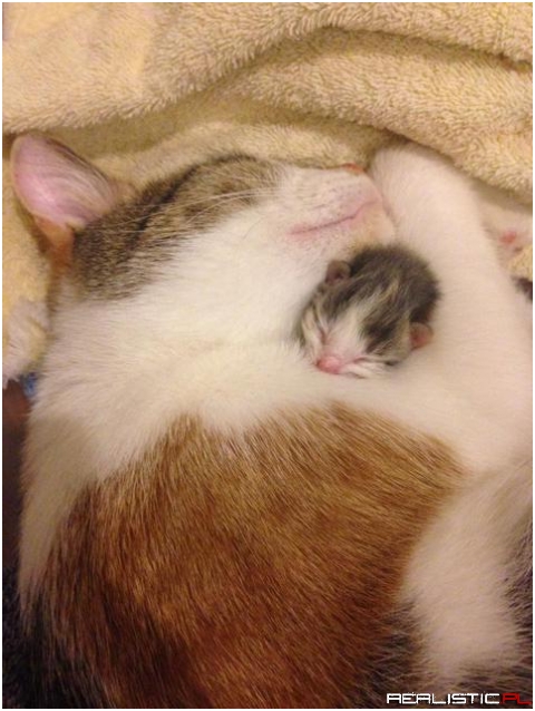 Mama cat loving her first newborn before the others arrived