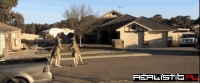 Meanwhile in Australia...