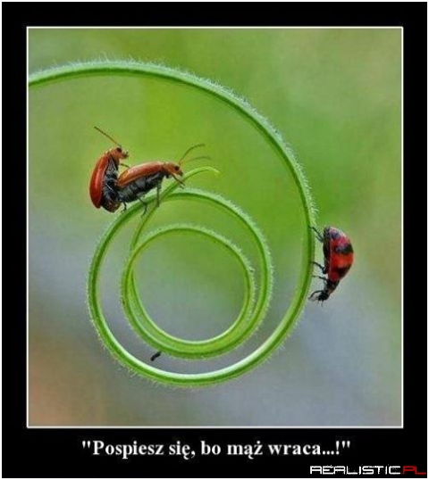 Pośpiesz się...