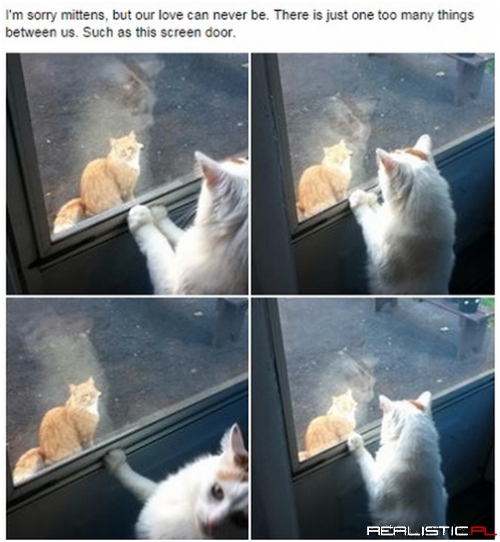Romeow and Juliette