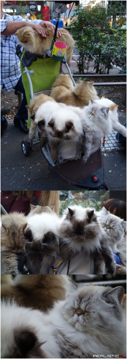 The Cat Man From Kyushu