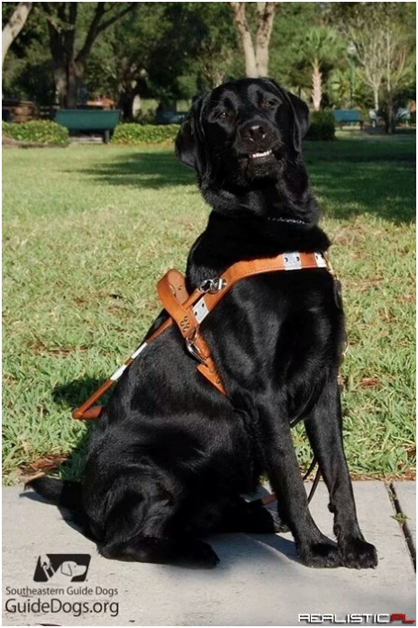 The Proudest Dog, Ready to Work!