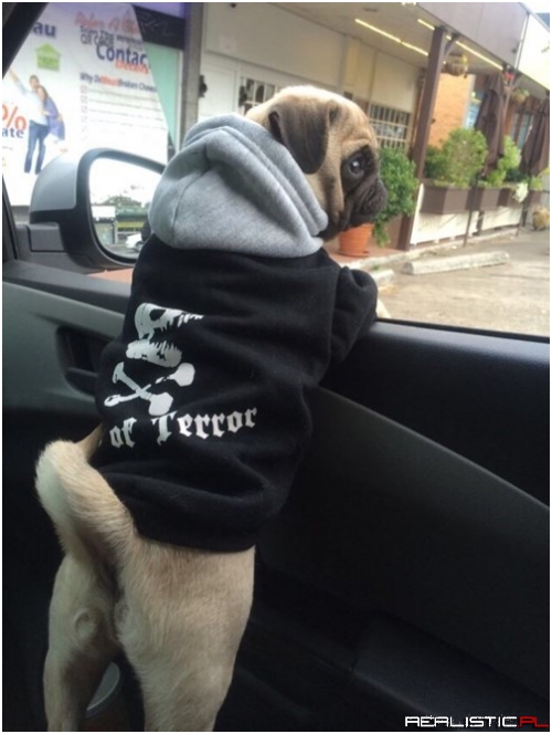 The Pug Life