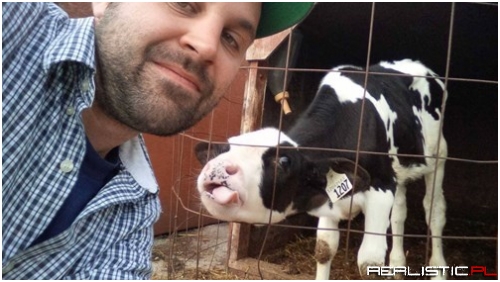This Cow Just Wants a Quick Lick