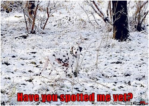 Where's Waldalmation