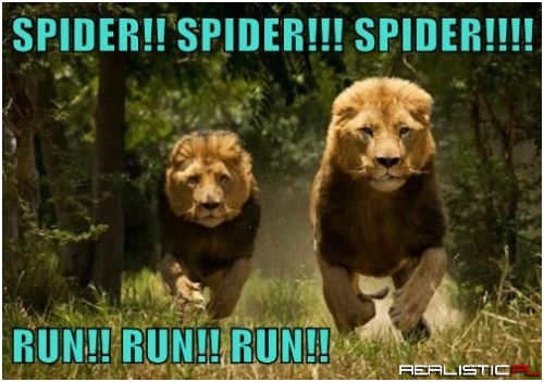 Who's the King of the Jungle Now