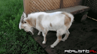 Wtf