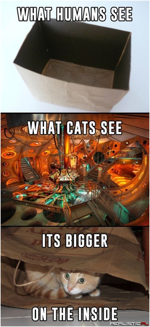 Cats Have Time Lord Technology