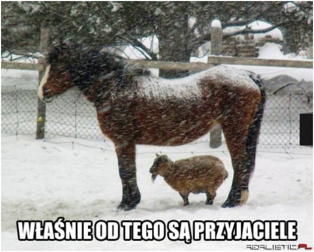 Dobrze mieć takiego przyjaciela