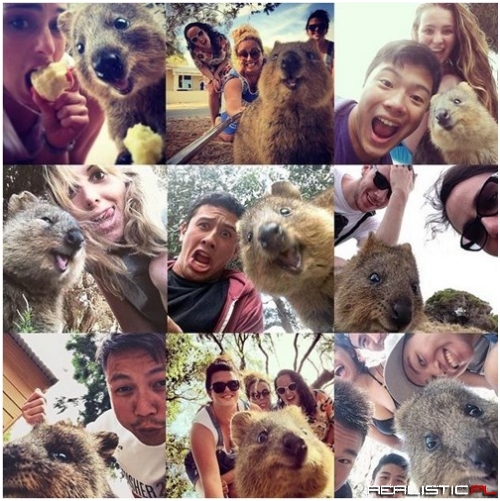 All the Quokka Selfies!