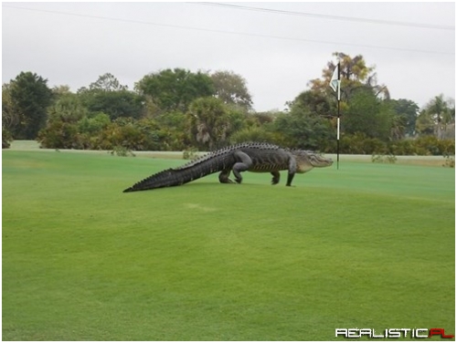 Anyone Want To Tee Off Against This Giant Golfin' Gator