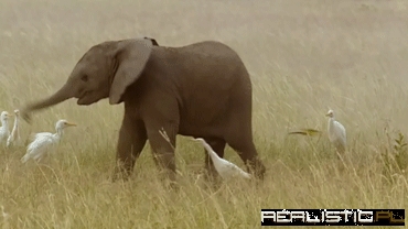 Baby Elephant Plays For The Birds