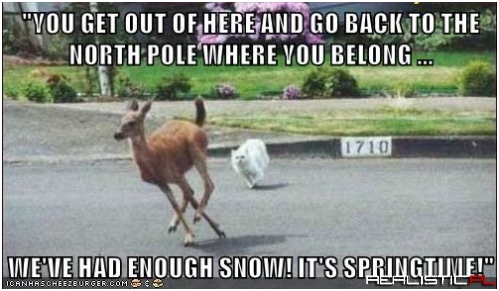 Ceiling Cat Deals With Winter at Last