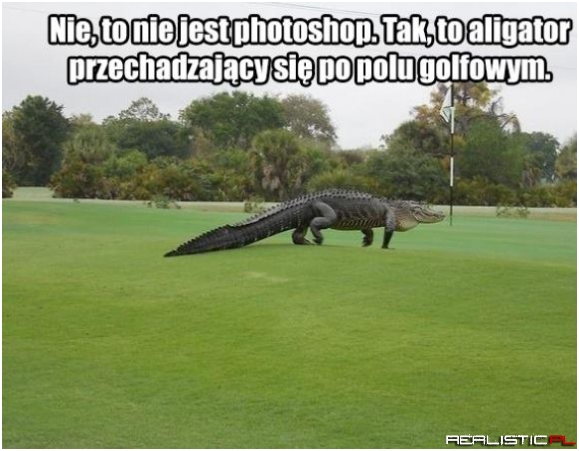 Chodząca reklama lacoste - kto bogatemu zabroni