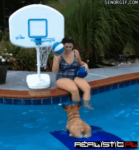 Corgi Believes Ball is Life