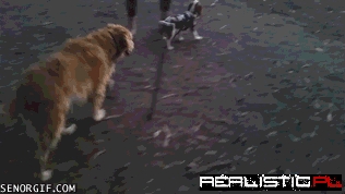 Dog Taking Their Dog for a Walk, Dog