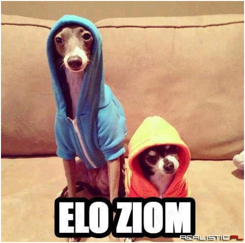Elo Ziom