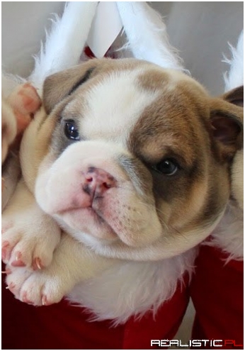 Equal Parts Wrinkles and Adorable