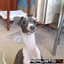 He Was Gonna Be Fierce But Then Went Derrr