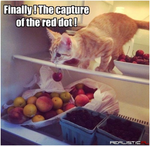 I'll Take You Back to My Cat Tree Now