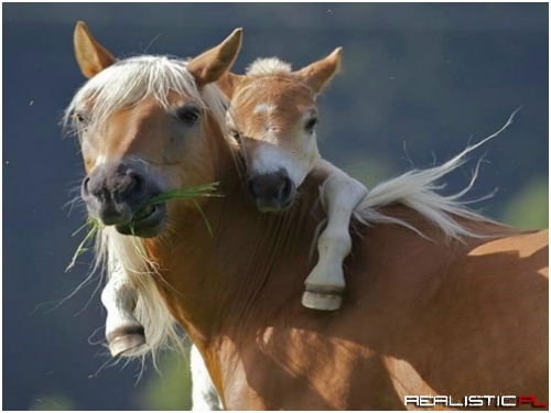 Just a Little Horseback Riding
