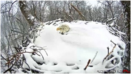 Just Keep Thinking Warm Thoughts, Eagles