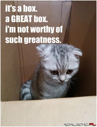 Kitteh's Cardboard Conundrum