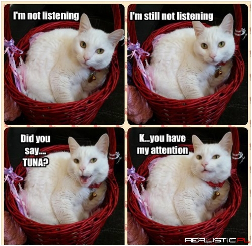 Leave the Tuna Then Leave Me to My Fitting and Sitting