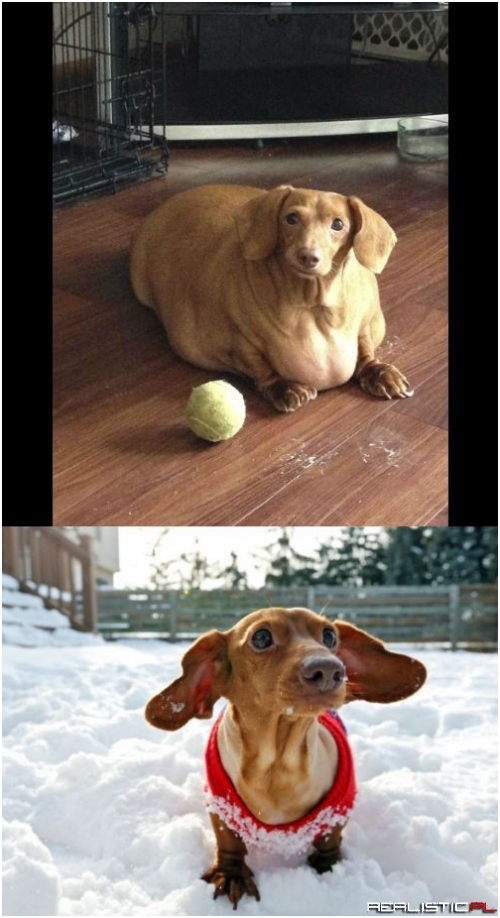 Meet Dennis, The Previously Obese Dachshund, Now Healthy and Fit