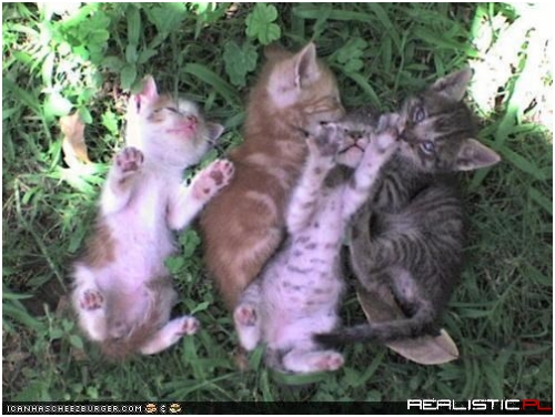 Nap in teh Shayd on a Hawt Summerz Day