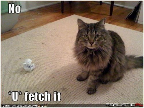 Never Thought I'd Say This But, Get a Dog