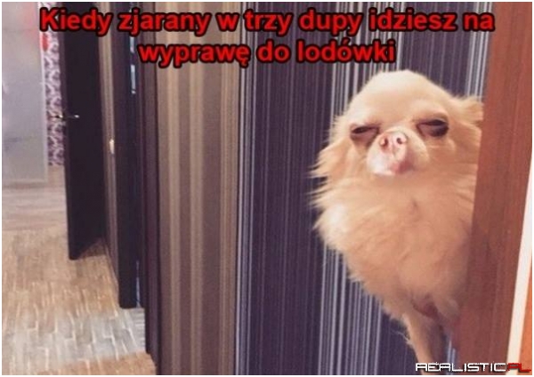 Nie ma to jak gastrofaza ;)