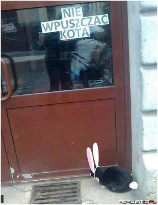Nie wpuszczać kota