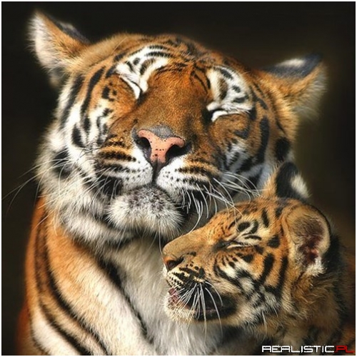 One Happy and Cuddly Tiger Family Photo