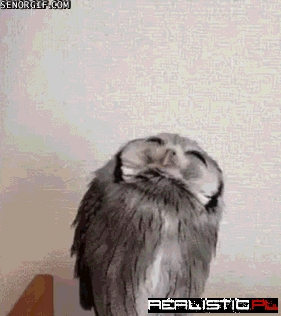 Owl Let This Pass