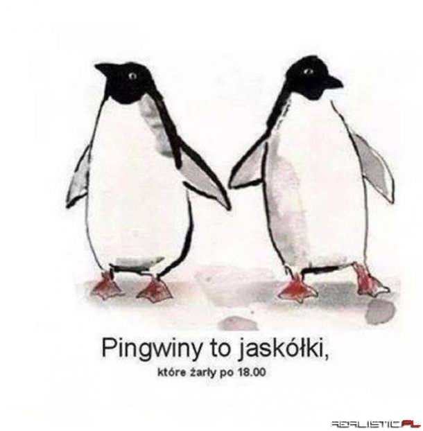 Pingwiny to jaskółki